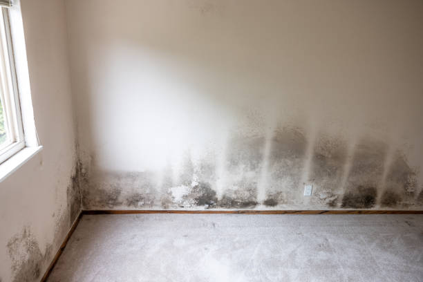 Reliable Maypearl, TX Mold Removal Solutions