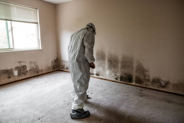 Best Industrial Mold Remediation  in Maypearl, TX